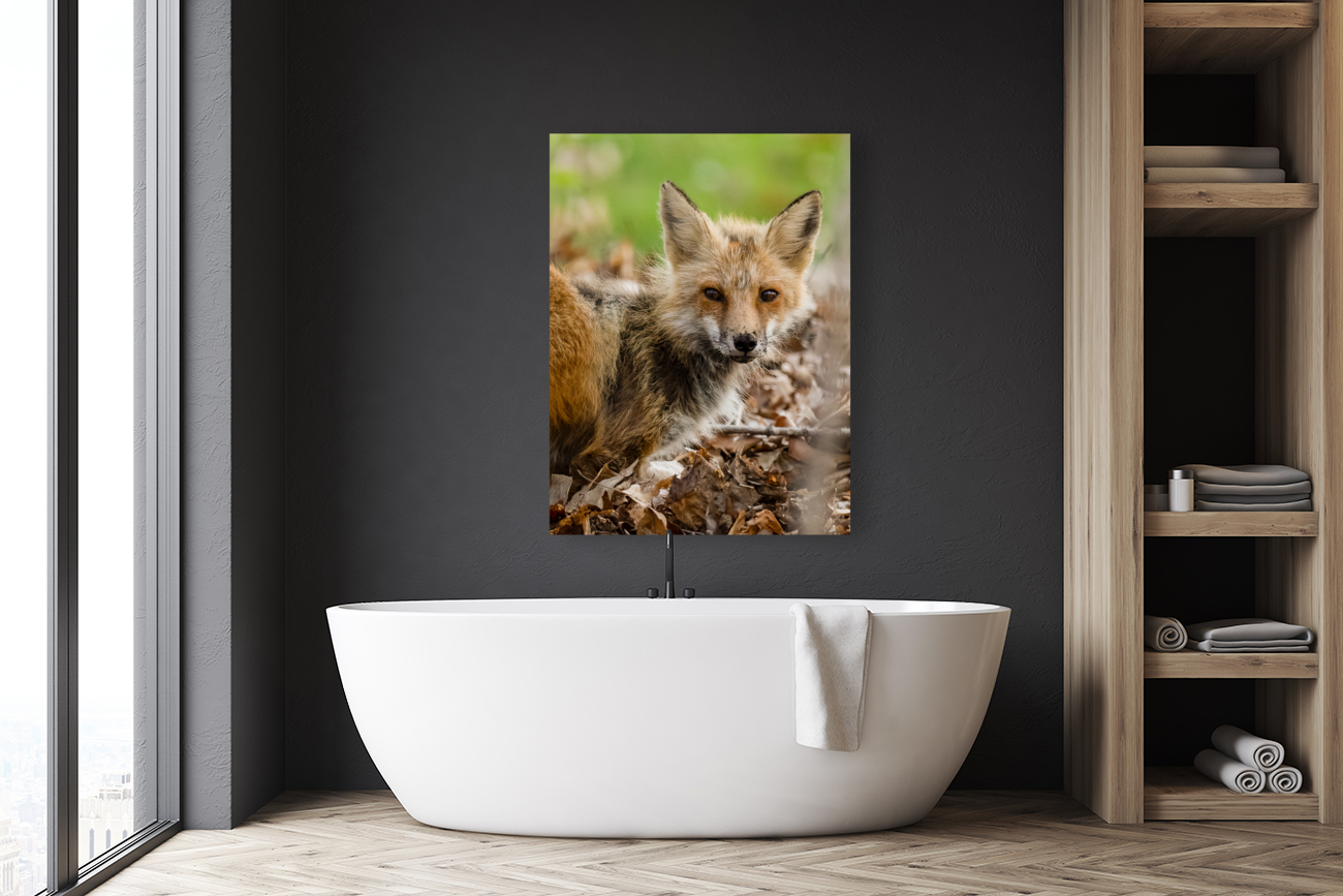 Fox 3648 Canv Reproduction