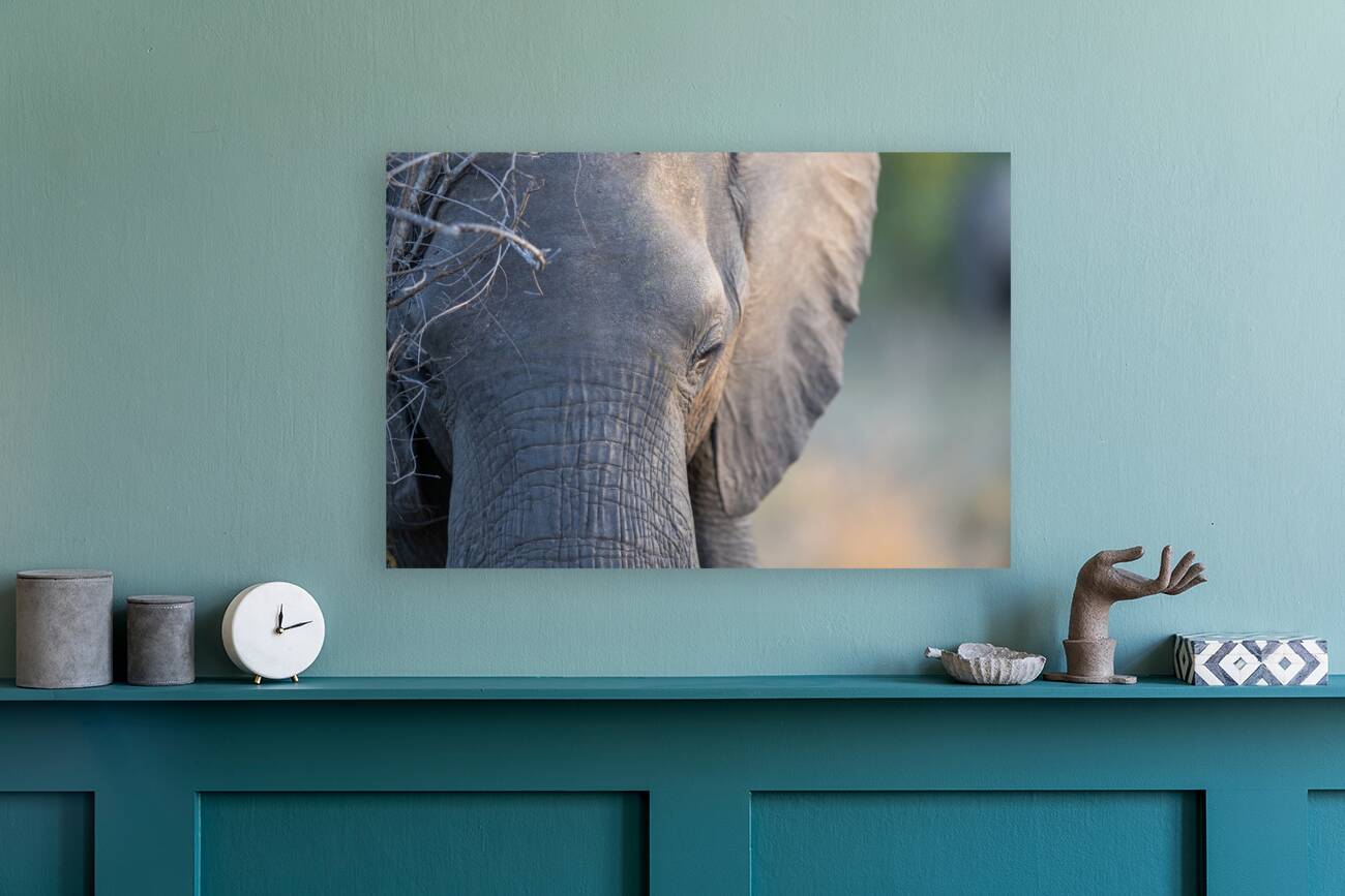 NBC081123071 Reproduction