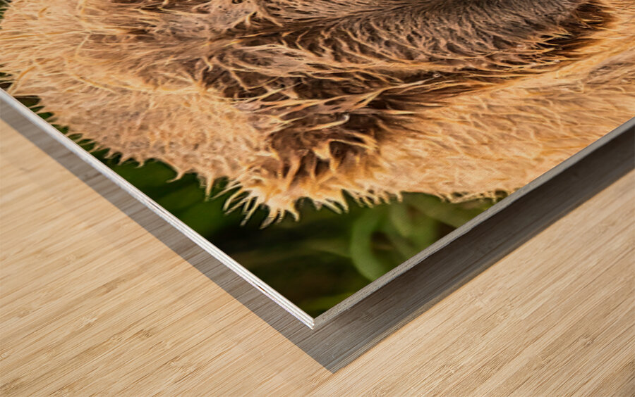 Z91 4633 Edit Wood print