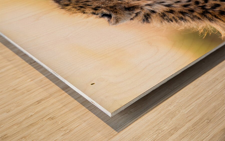 NBC081223686 Edit Wood print