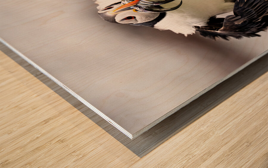 Perroquets20230719 0176 Edit Wood print