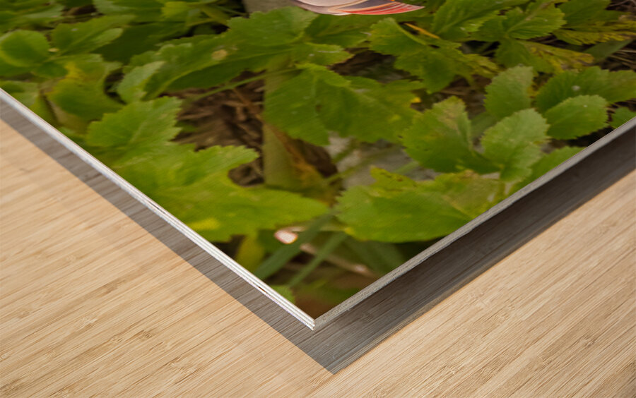 Z91 1832 Edit Wood print