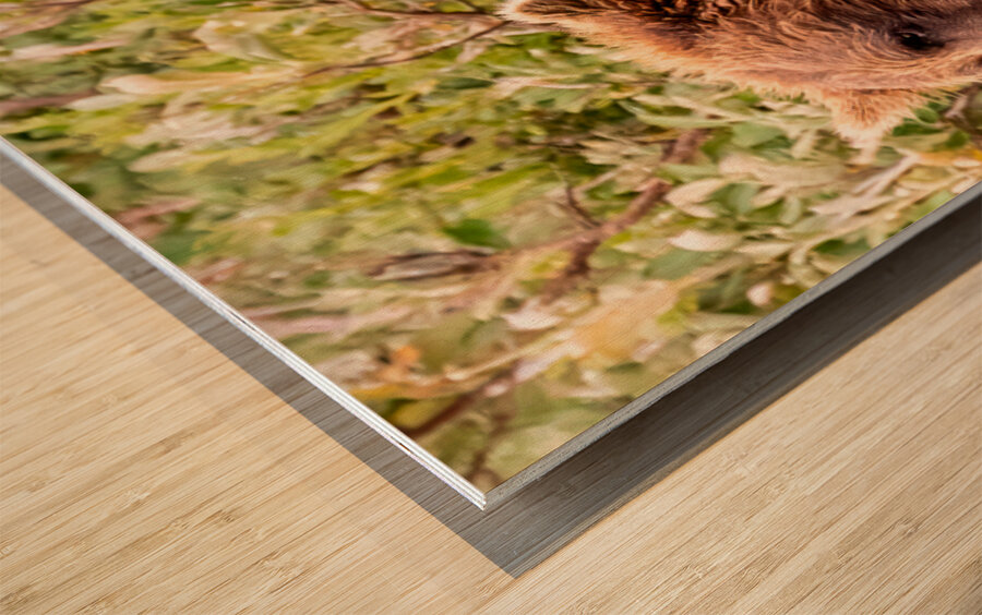 Morraine20240822 0310 Edit Wood print