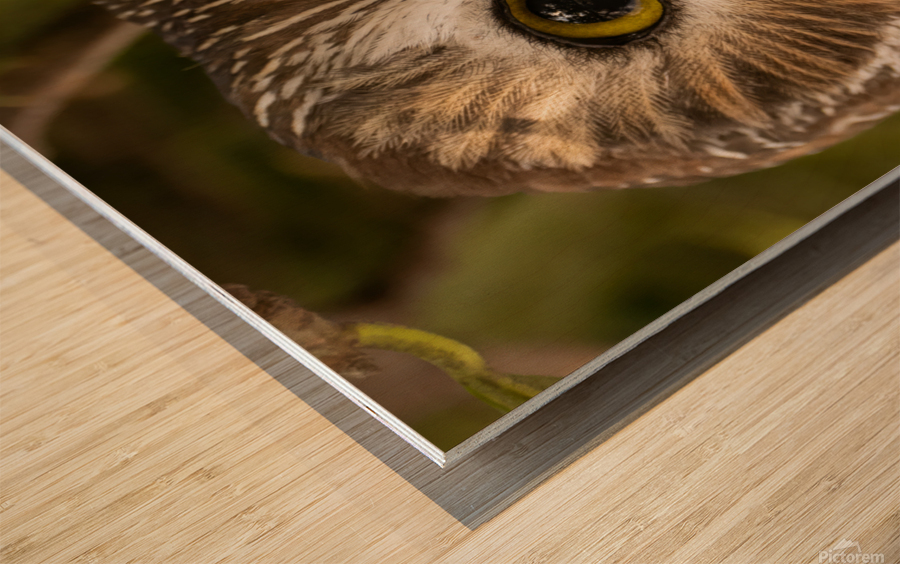 Saw Whet 36x48 Wood print