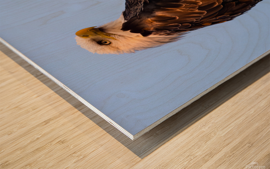 Eagle 36x48 Wood print