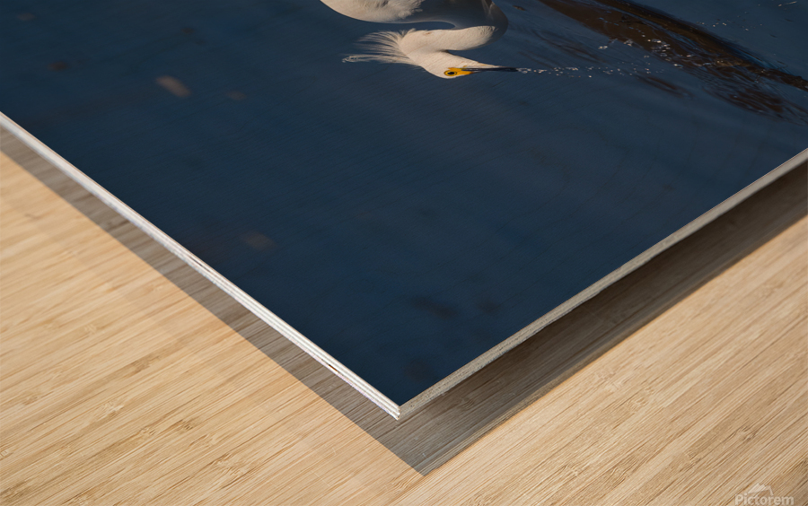 Egret 2020 Canv Wood print