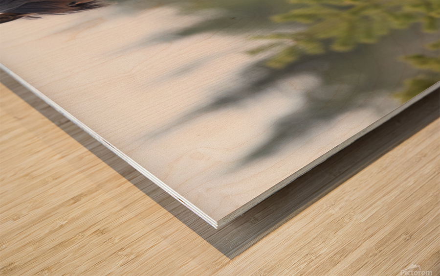 Stallion 3060 Acry Wood print