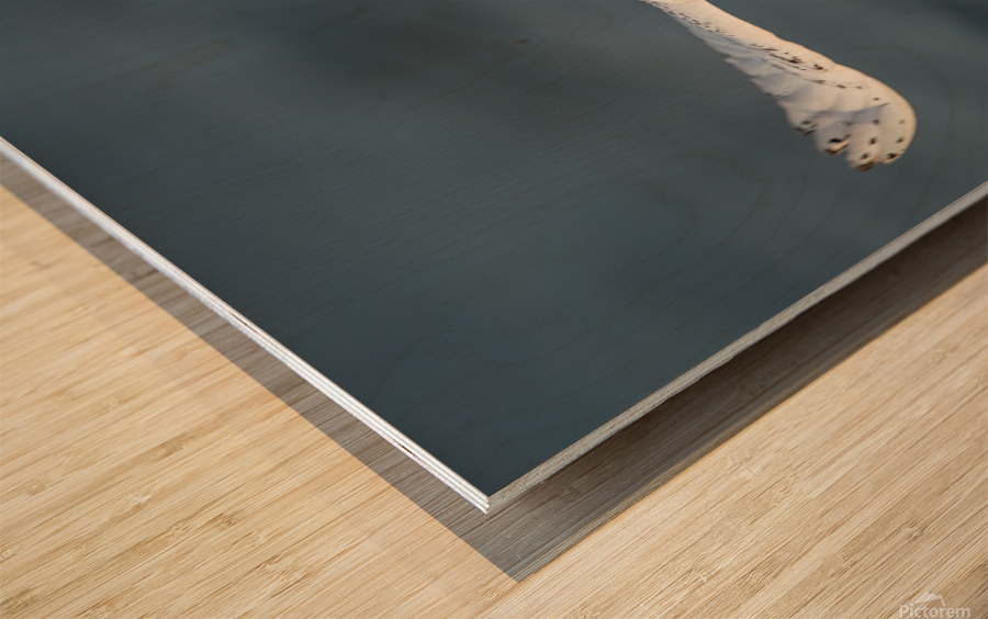 Snowy Owl 2020 Canv Wood print