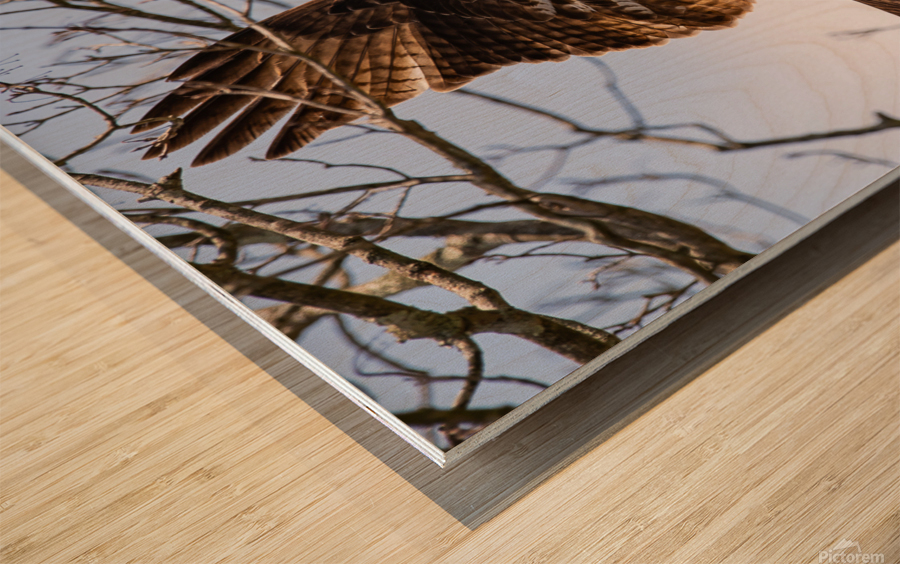 Hawk 2020 Canv Wood print