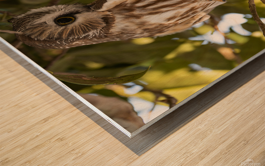 Saw Whet 2020 Canv Wood print