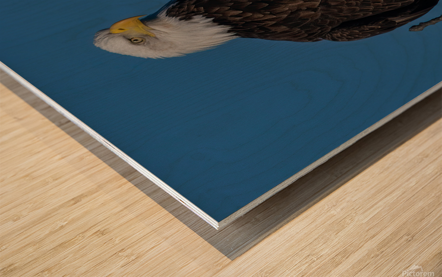 Eagle 3648 Canv Wood print