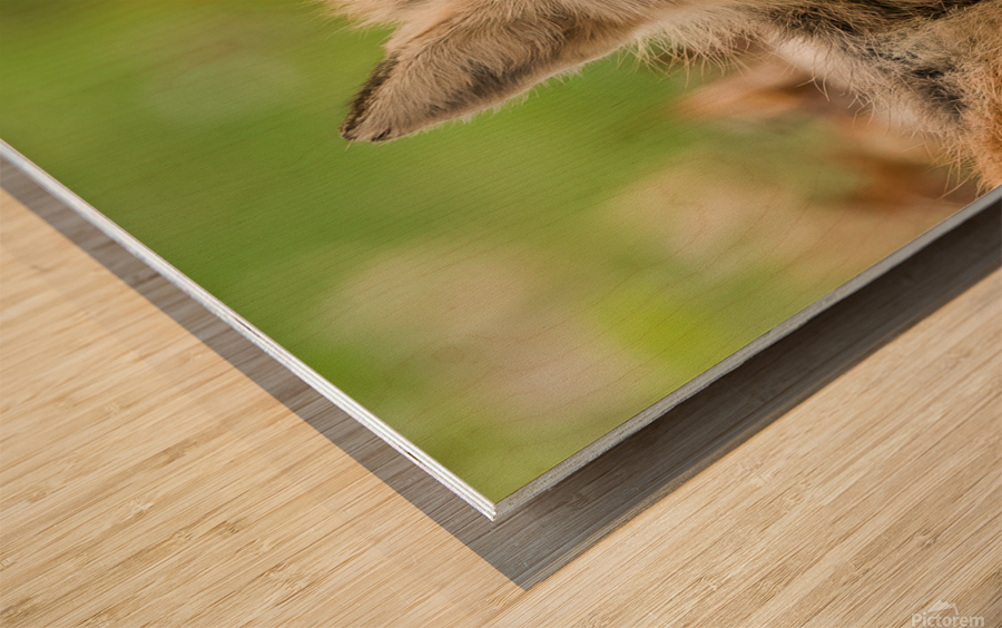 Fox 3648 Canv Wood print