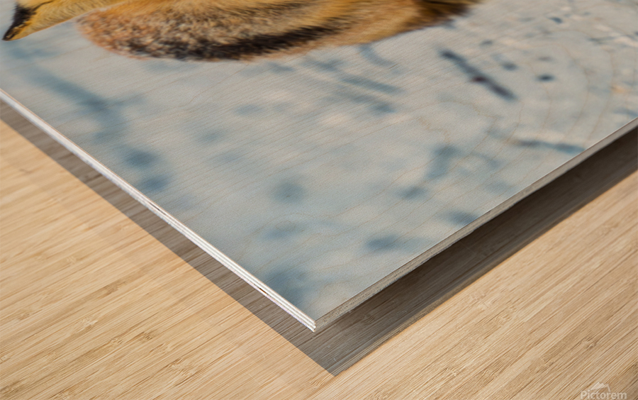 Fox 2448 Can Wood print