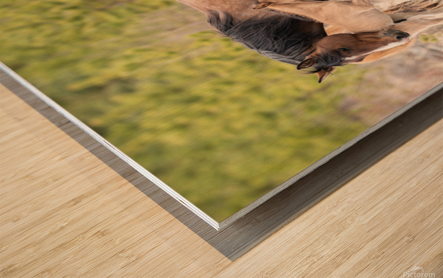 MareFoal2020Canv Wood print