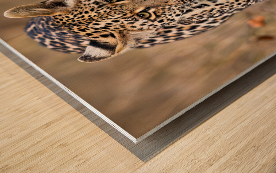 NBC081323434 Enhanced NR Edit Edit Wood print