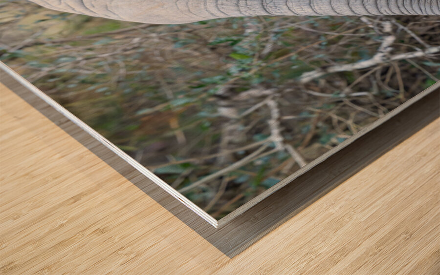 NBC081123043 Enhanced NR Wood print