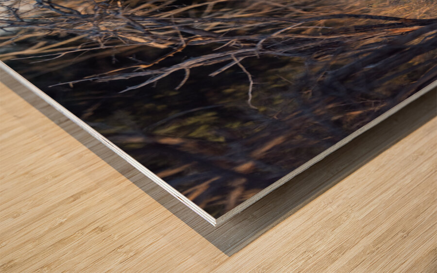 NBC081123067 Wood print