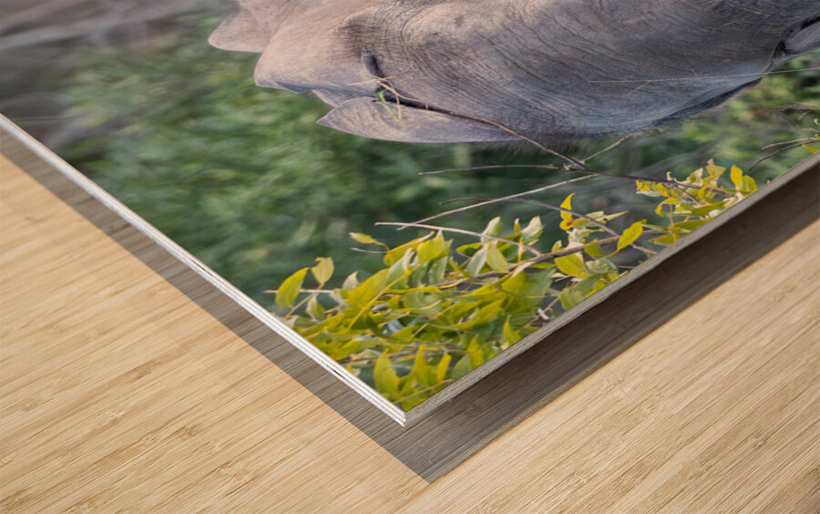 NBC081123066 Enhanced NR Wood print