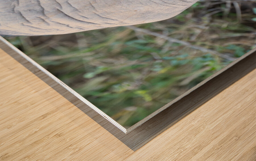 NBC081123040 Enhanced NR Wood print