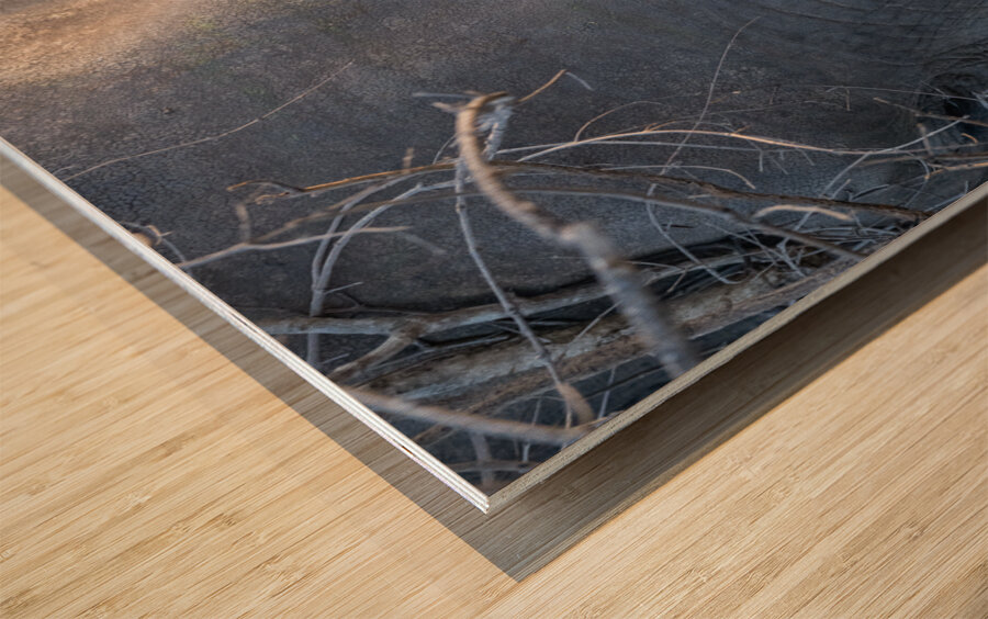 NBC081123071 Wood print