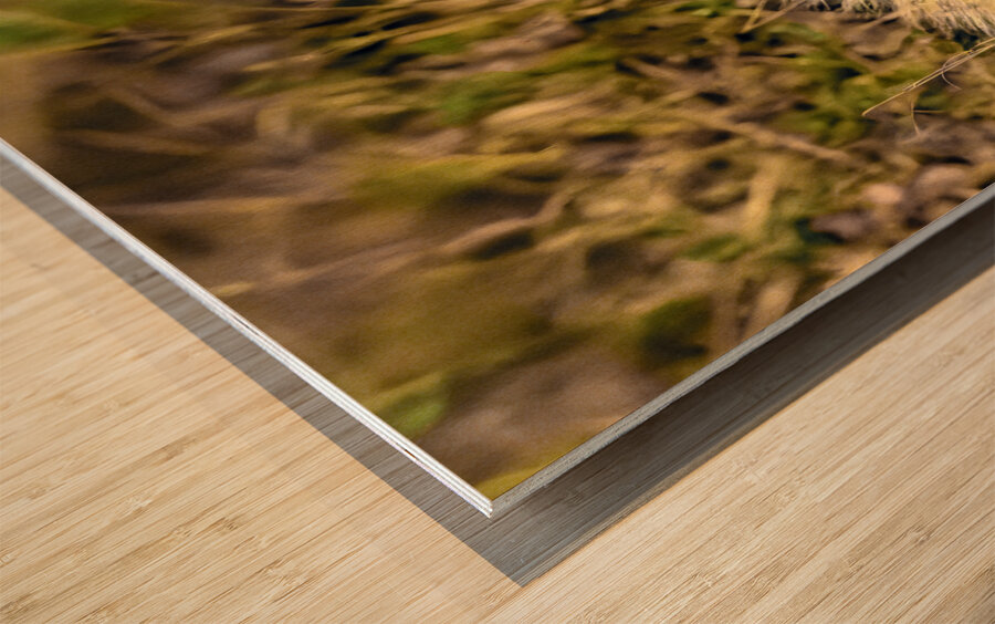 Z92 1608 NEF DxO DeepPRIMEXD Wood print