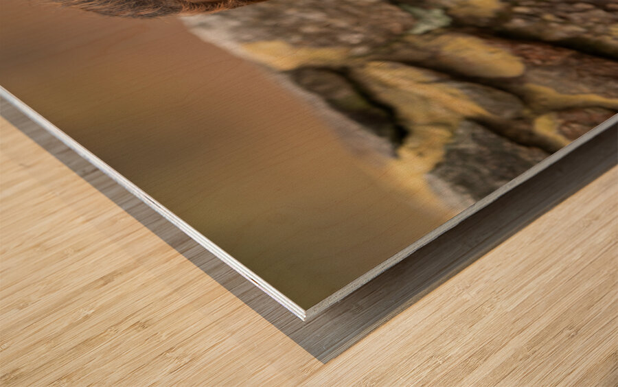 Z92 4564 Edit Wood print